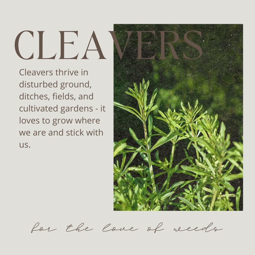 🌱Cleavers🌱

Cleavers love to stick with you! In fact, its ancient Greek name translates to &quot;loving-mankind&quot;. 

Cleavers have long been used as a blood cleanser and spring tonic, helping the body rid itself of toxins and winter heaviness. 