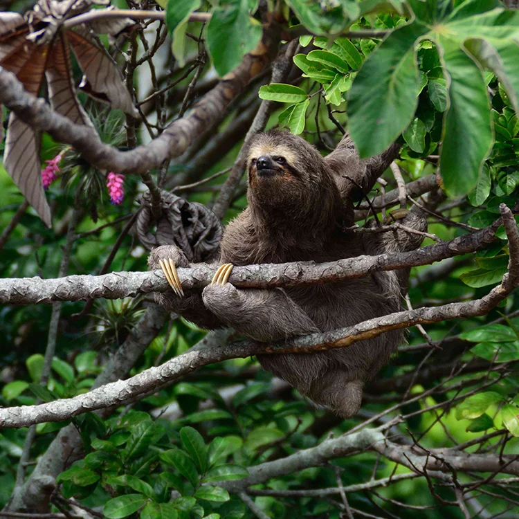 sloth.jpg