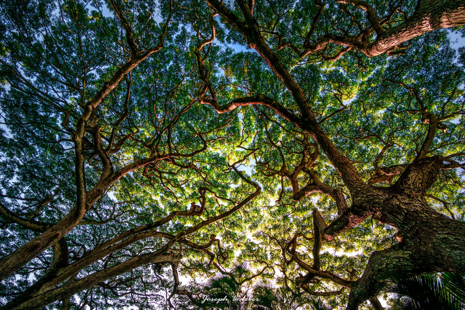 hawaii monkey pod tree on the oahu north shore in waimea canyon falls