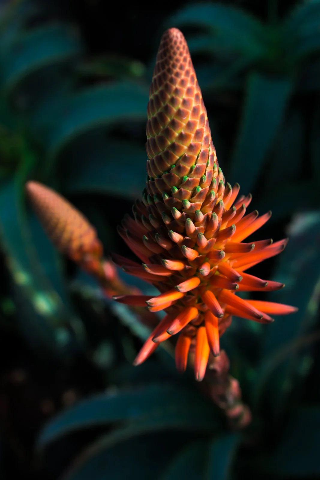 Vibrant orange Macro photograph of California aloe vera plant Blossom In the fall in Newport Beach