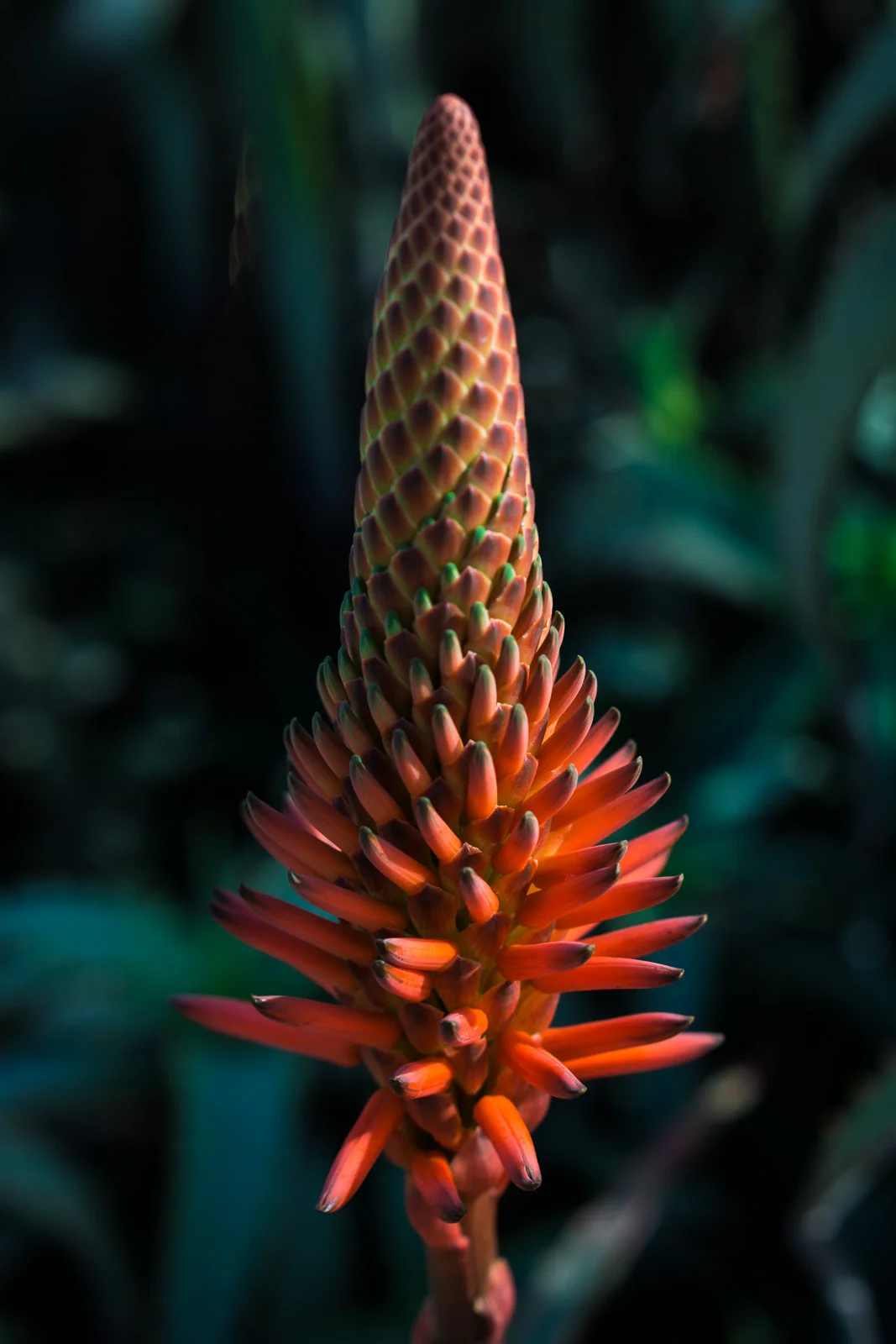 Vibrant RedAnd green Macro photograph of California aloe vera plant Blossom In the fall in Newport Beach