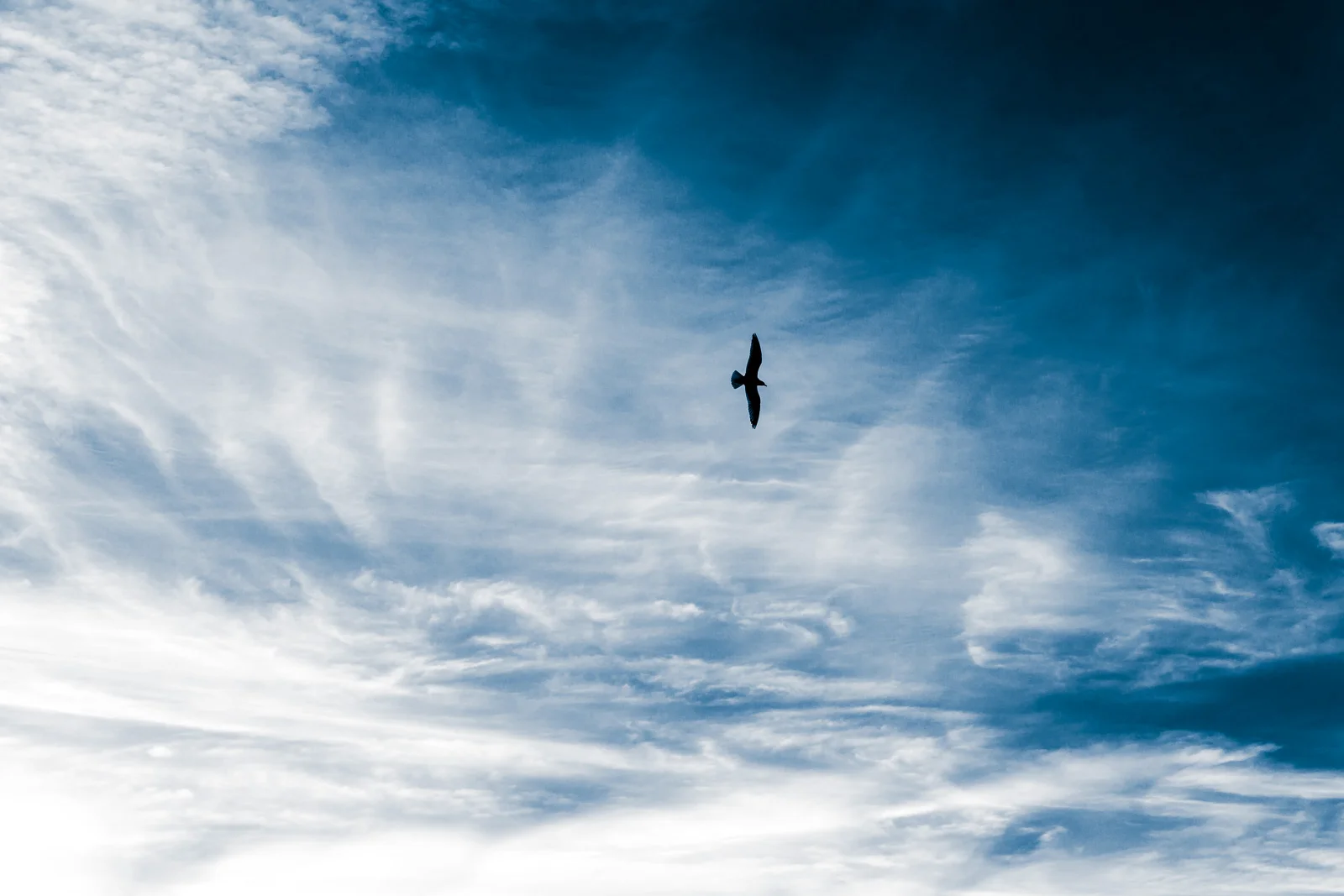 Seagull flying sky with some Clouds on a California winter day In Newport Beach California