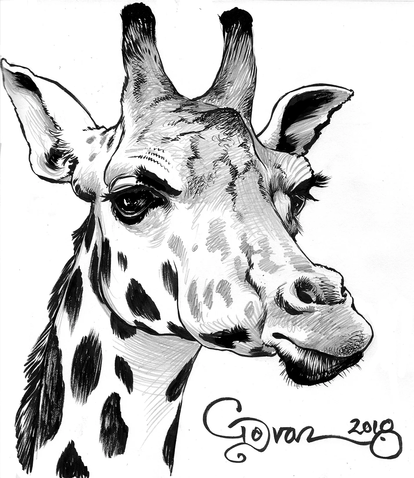 animal_ 90.jpg