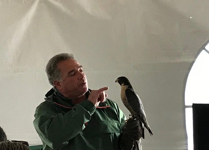 Antonio Balestreri with Lex, a Peregrine Falcon