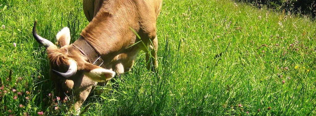 Grass Fed? Are you getting the best that your community has to offer? Let's explore your local resources for healthy meats and veggies.