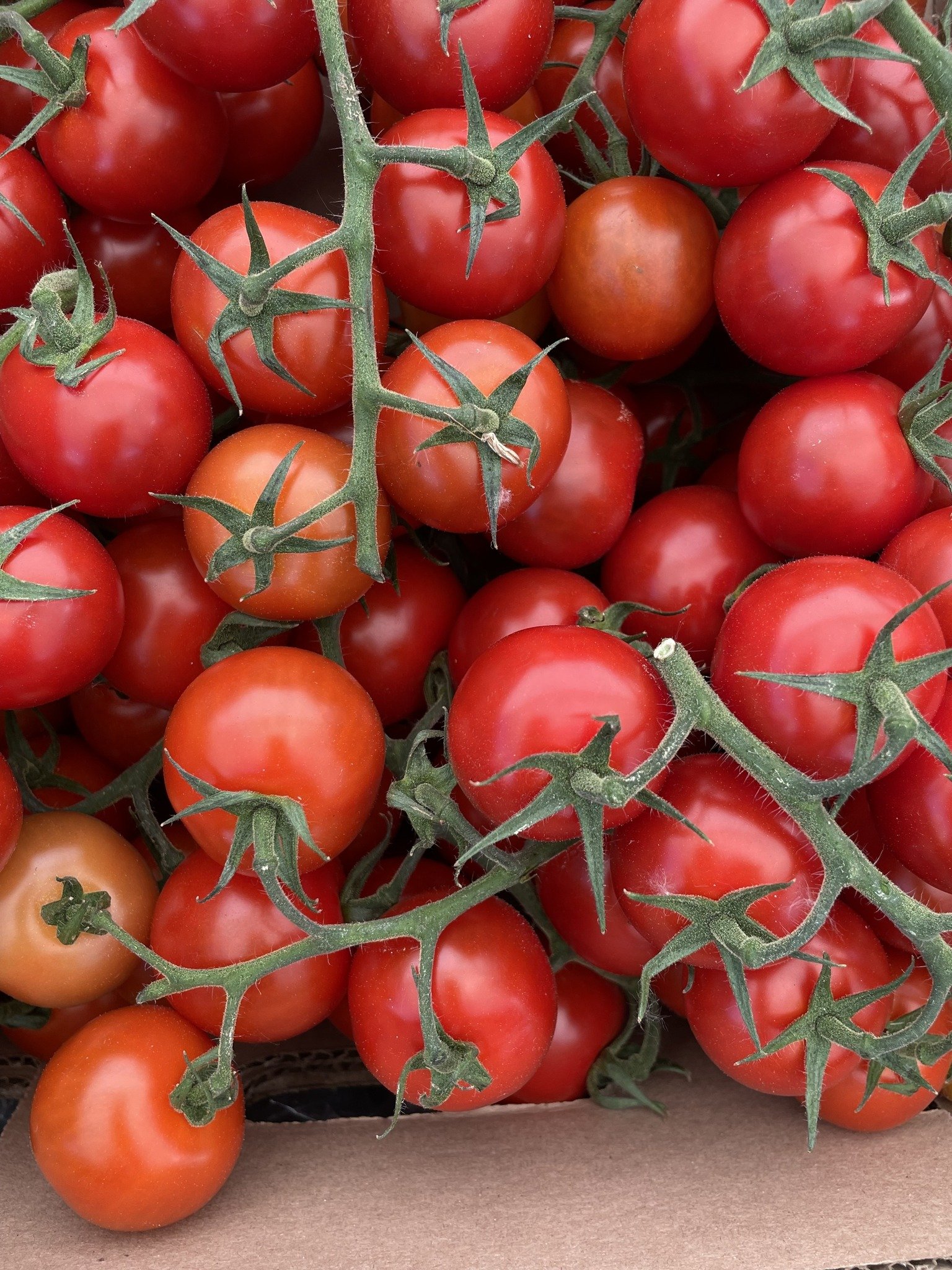 Fresh red and orange cherry tomatoes on green vine.