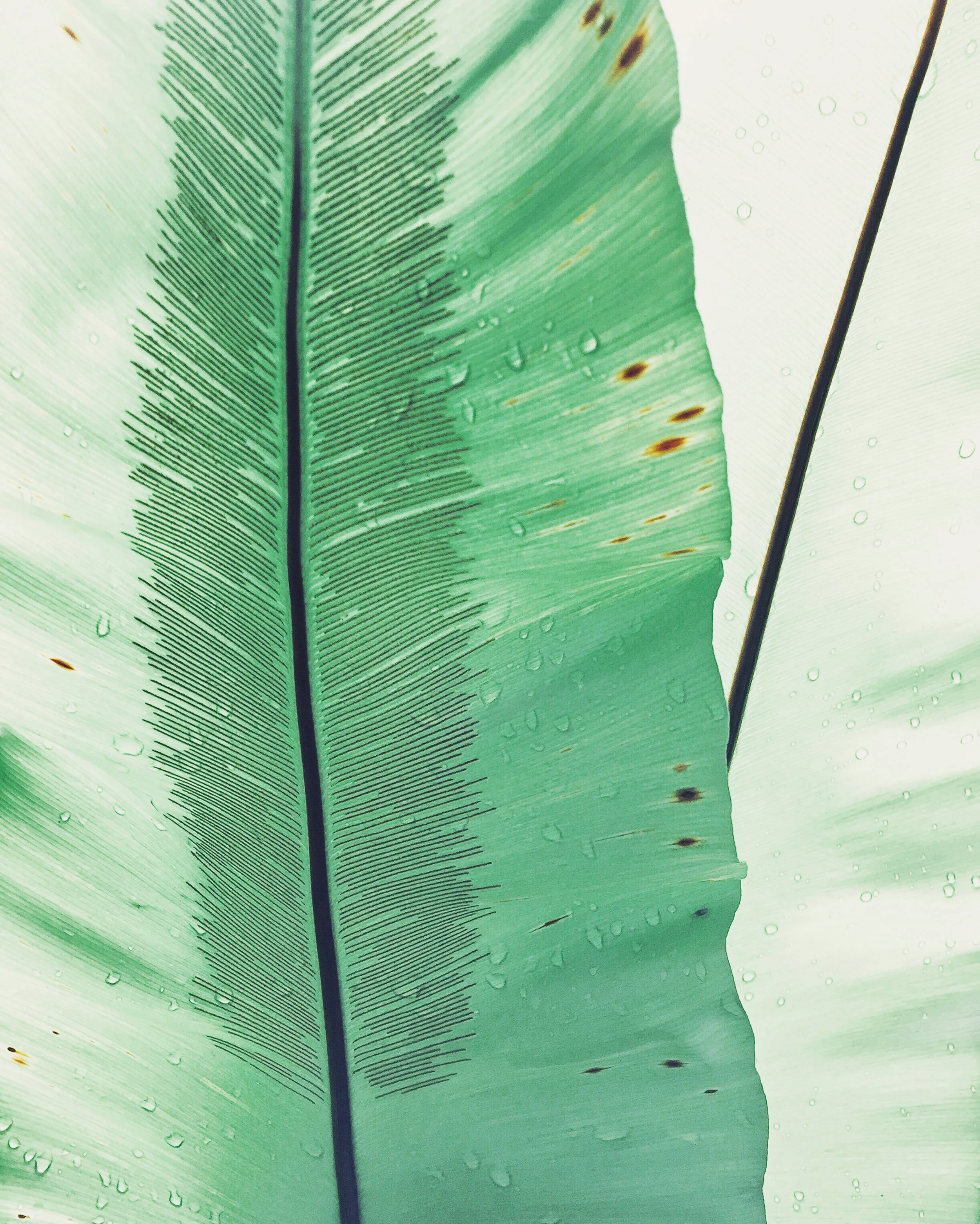 featherleaf2.jpg