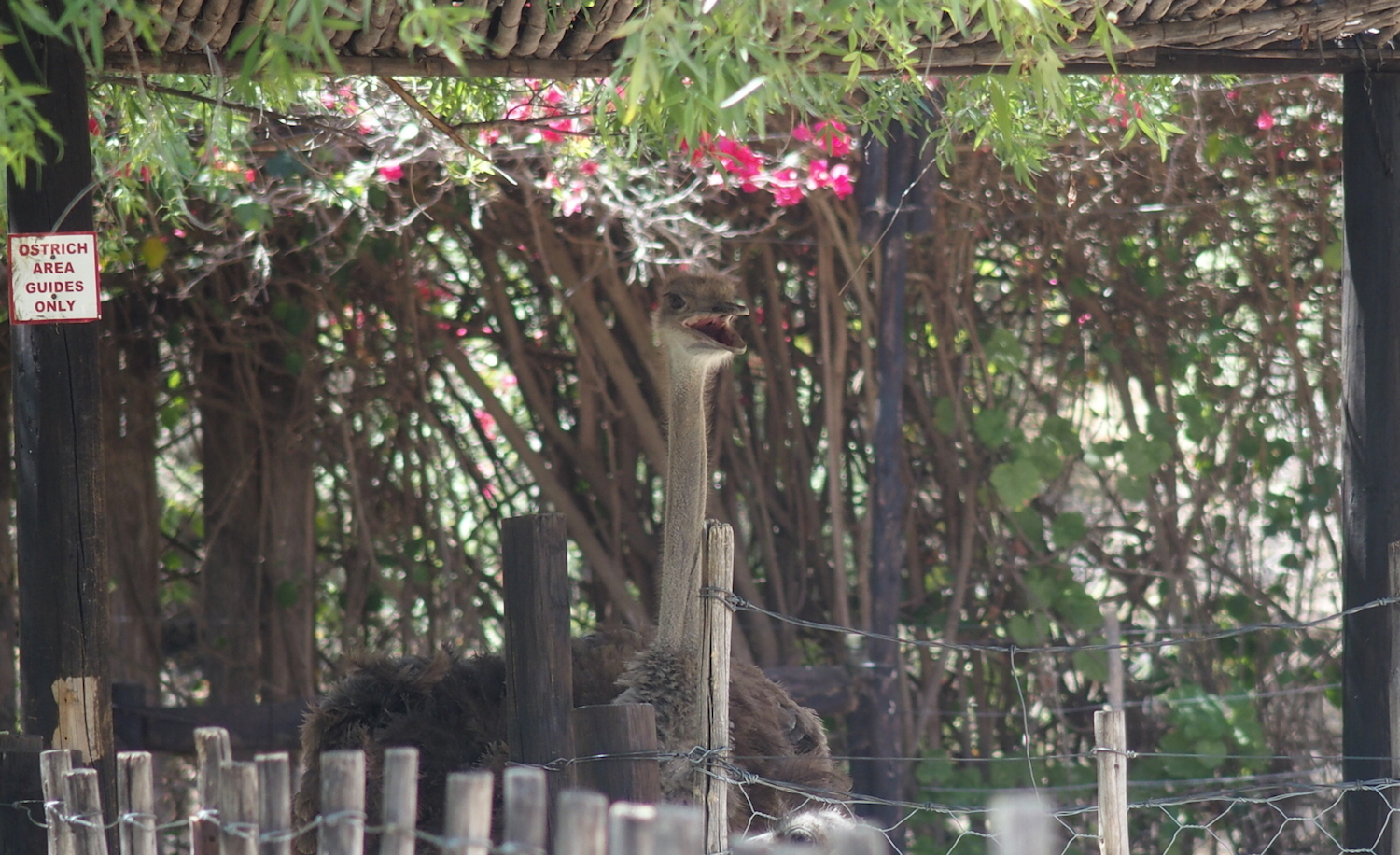 When you see an ostrich in full view, you realize this is a pretty scary animal.