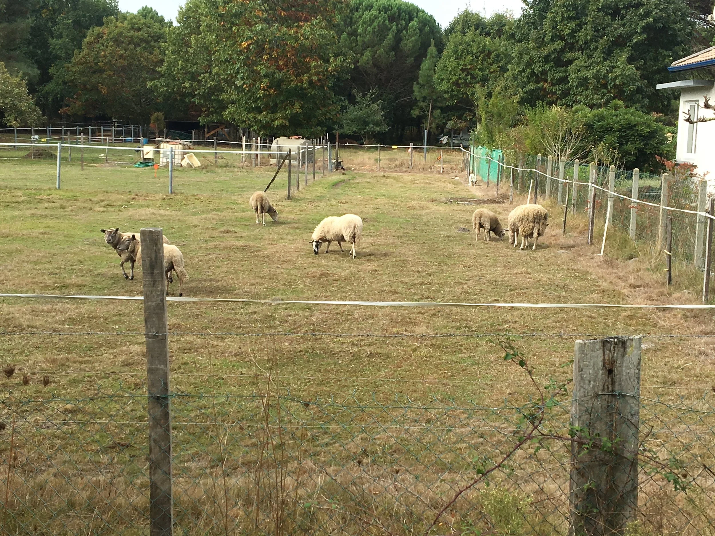 Before the “afforestation” of Landes, shepherding sheep was the biggest industry.