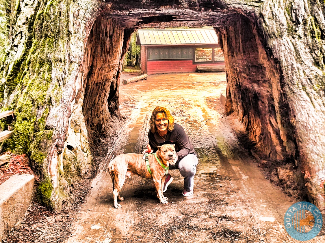 In which Jill fills describes the reality of animal shelters - both today and tomorrow.
