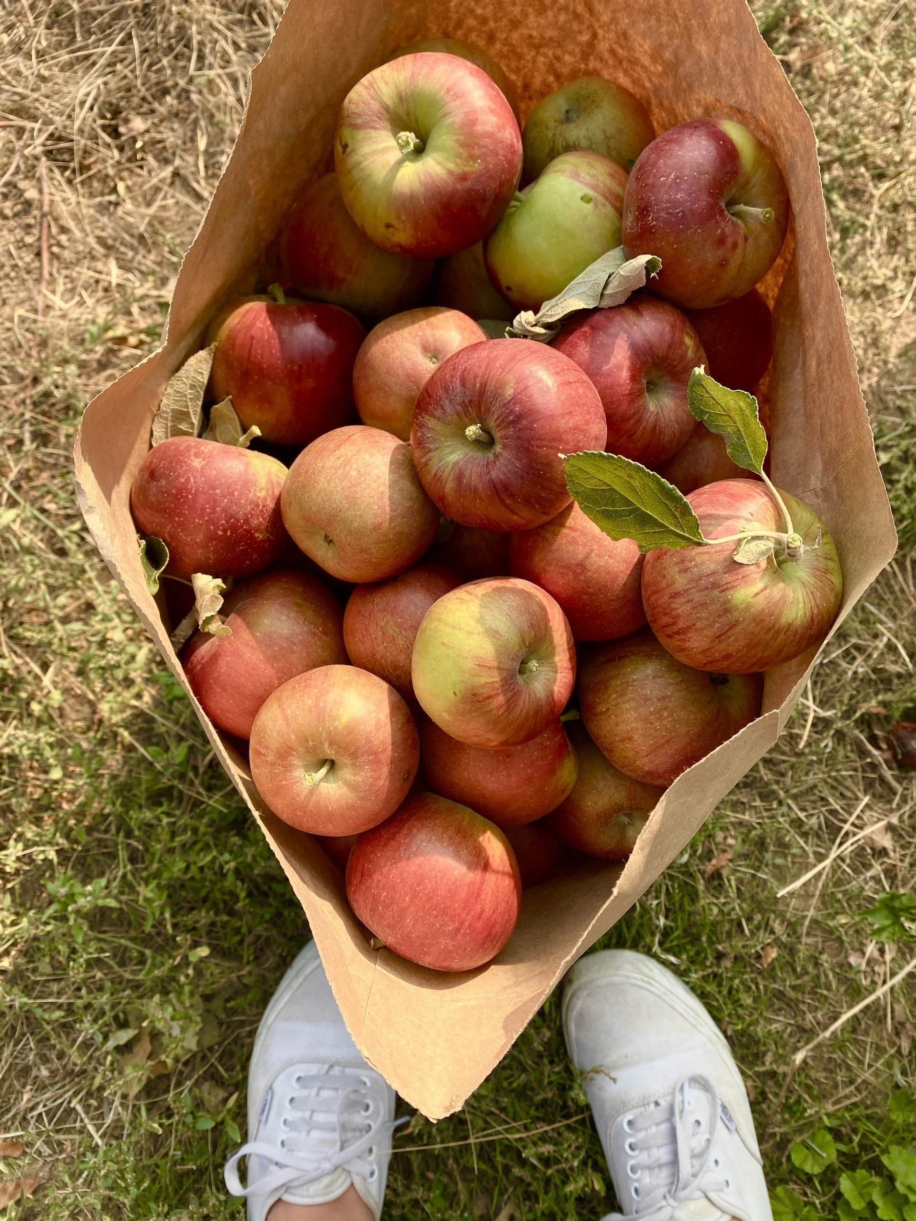 Apple Picking Day