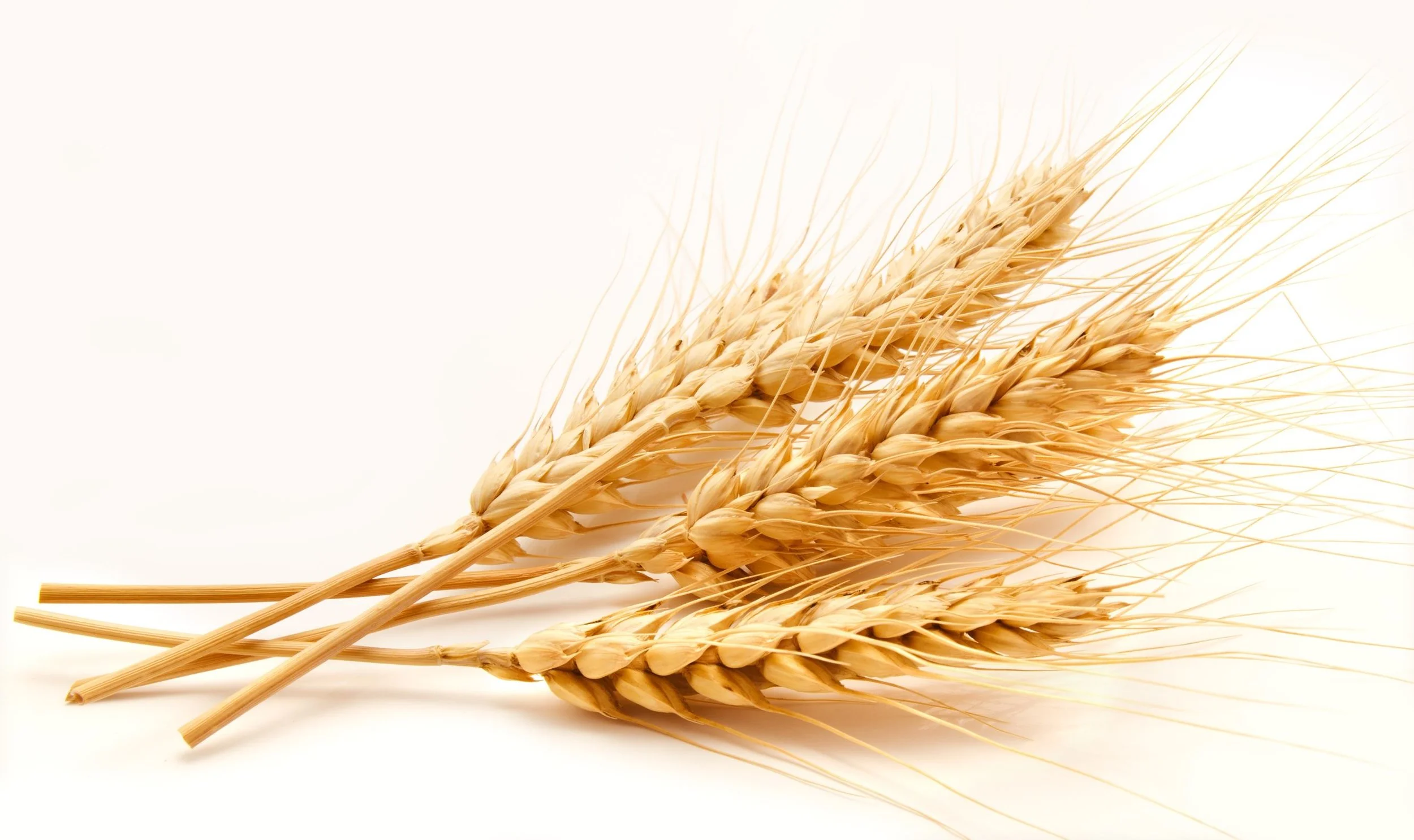 Gluten is found in wheat barley and rye Easy Gluten-Free Cooking Easy Delicious Gluten-Free Skillet Meals