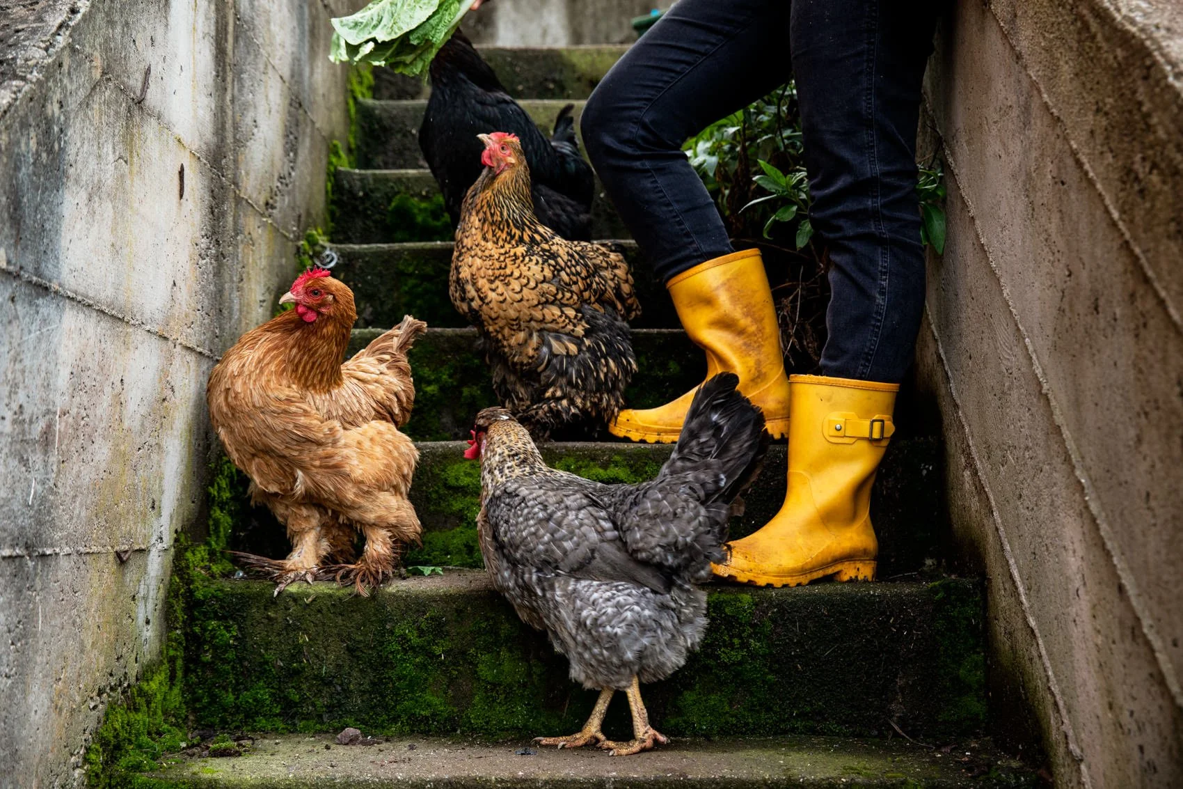 Chickens on Stairs with Yellow Rain Boots - Angela DeCenzo Photo