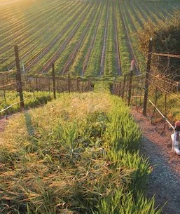 babcock-vineyard-2011-e1432155860206.jpg