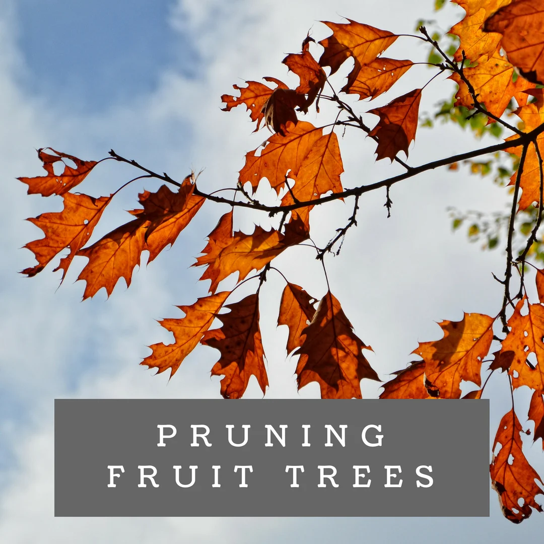 Pruning Fruit Trees (1).jpg