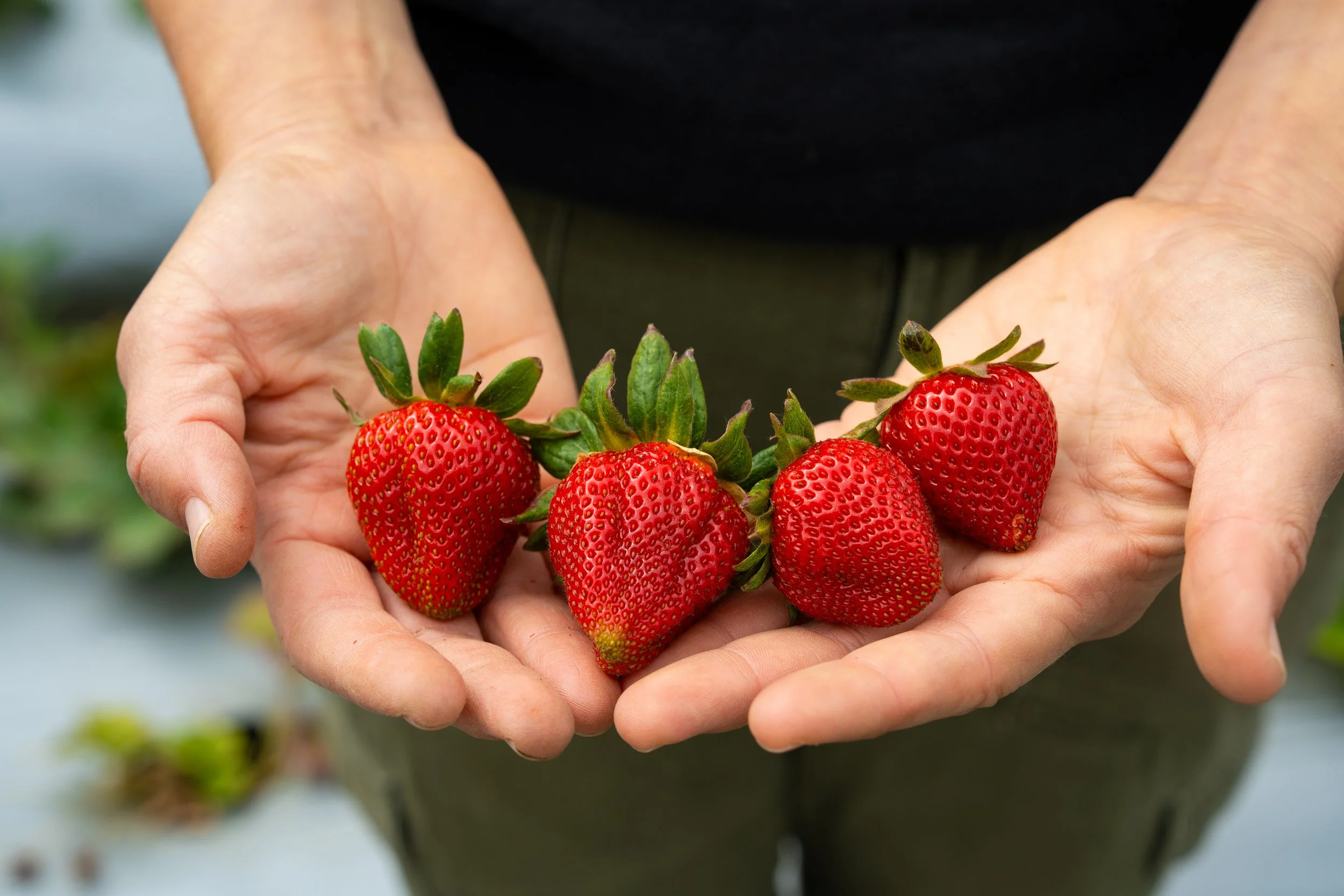 Exports_GreenThumbFarms_CFE-09670.jpg