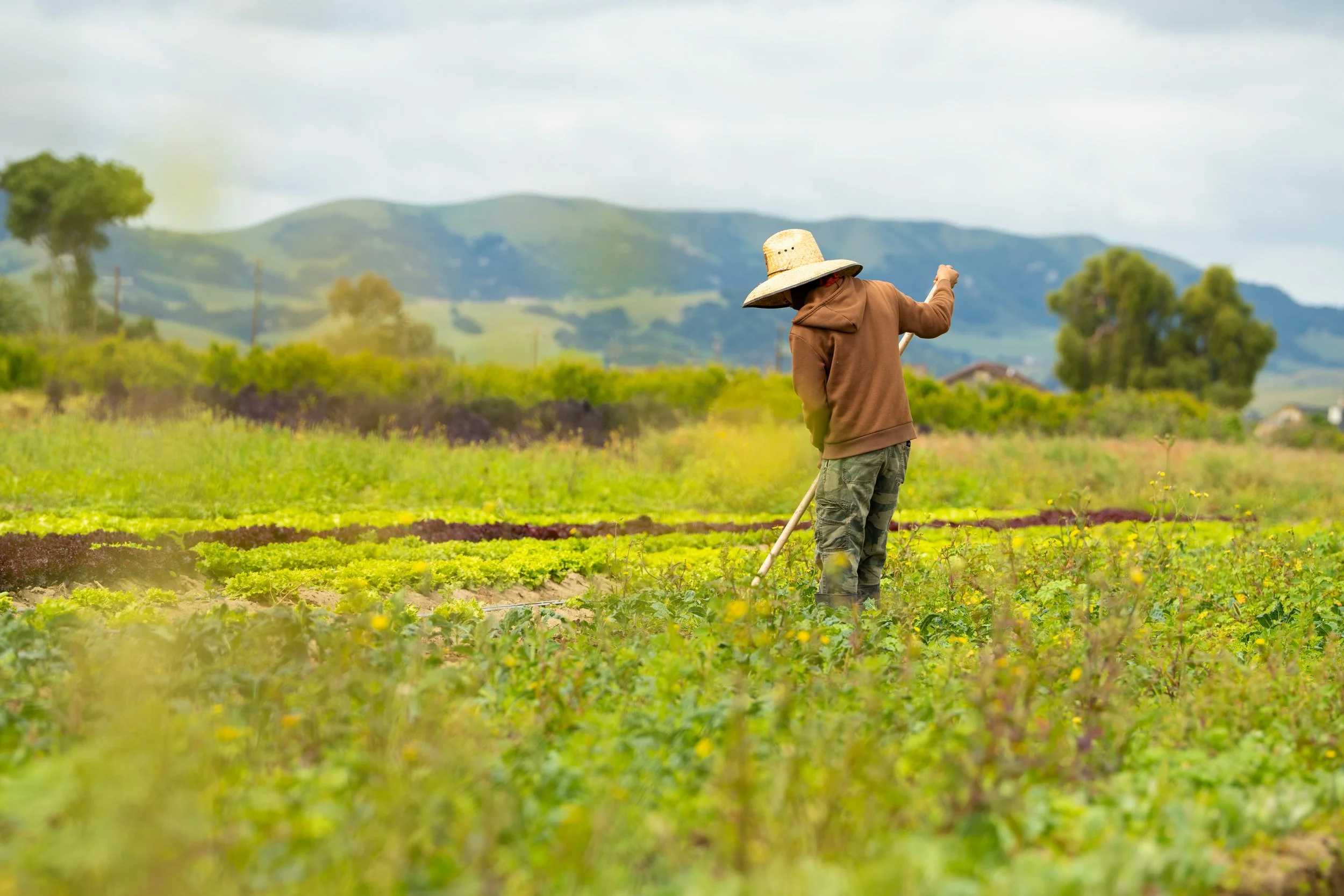 Exports_GreenThumbFarms_CFE-09736.jpg