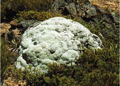 Raoulia eximia , one species of vegetable sheep. Image courtesy Landcare Research, New Zealand