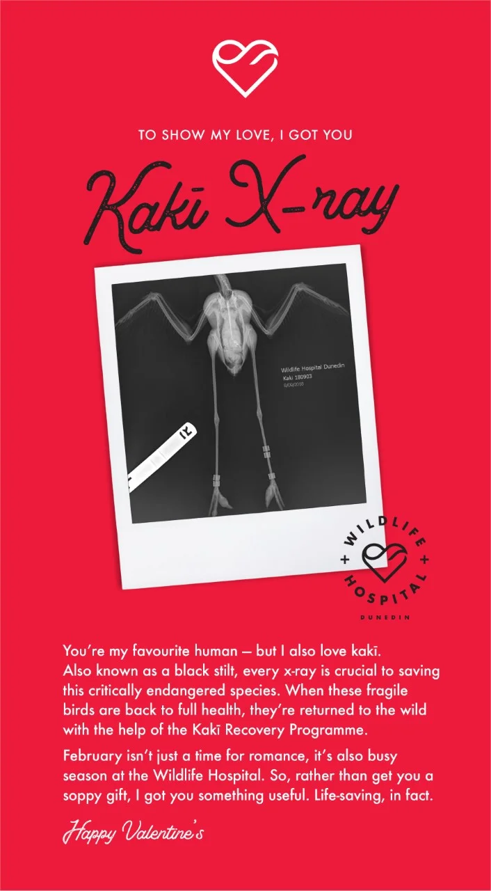 Kaki X-ray.jpg