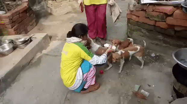 street+dog.gif