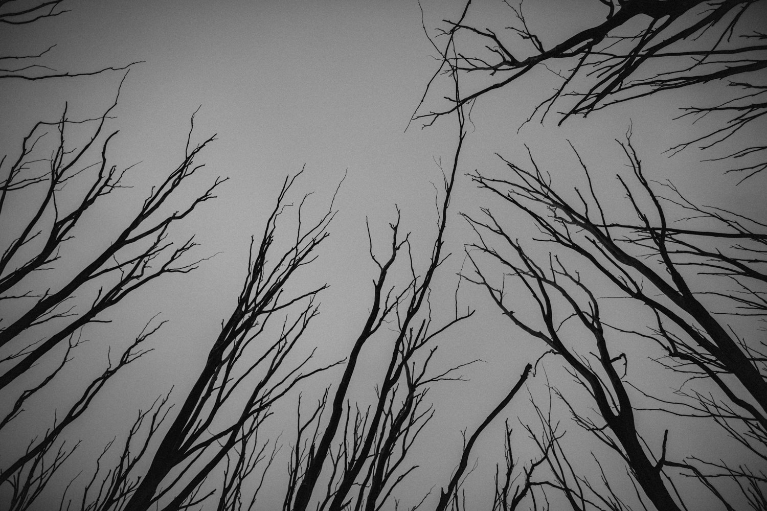 185A9239.jpg