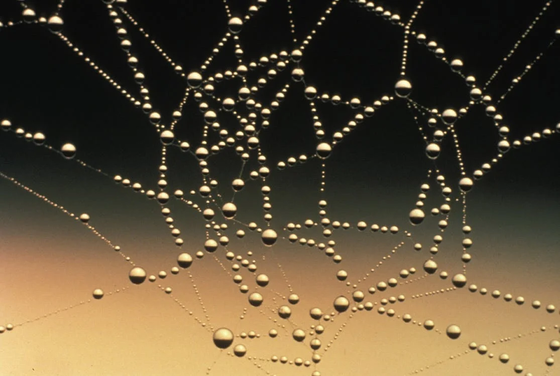 VPP spider web.jpeg