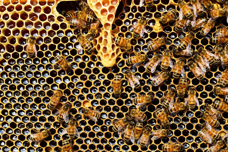 bee hive small.jpg