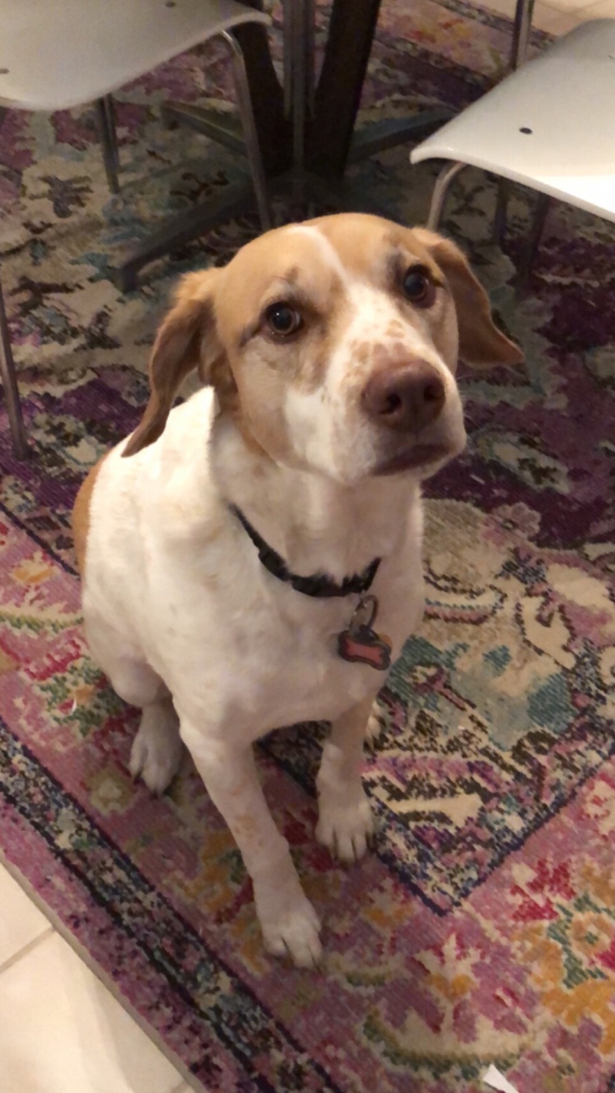 I’m Barklingual!