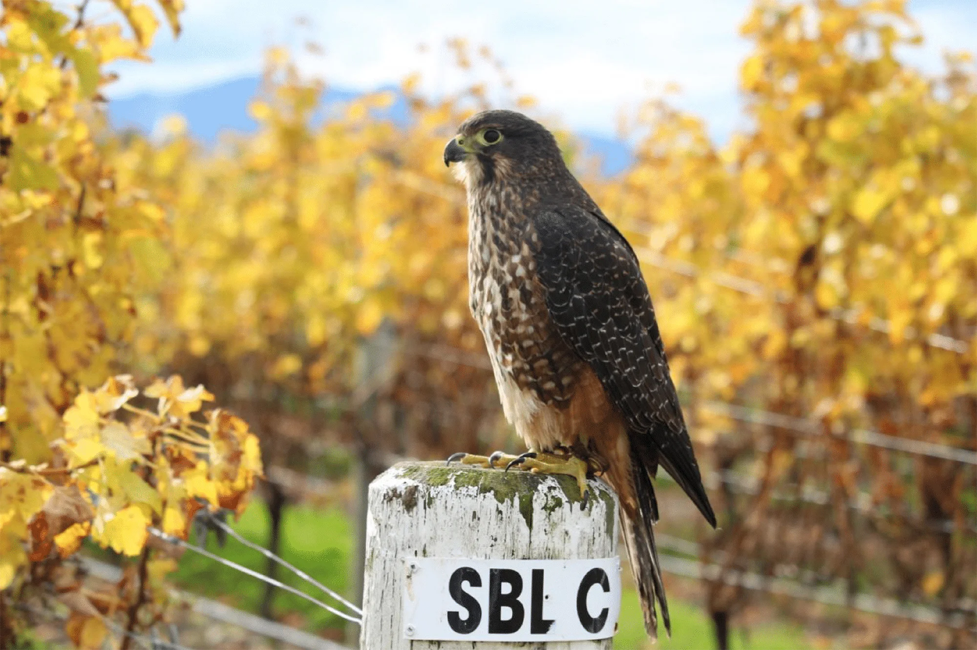 Marlborough Falcon Trust Faqs