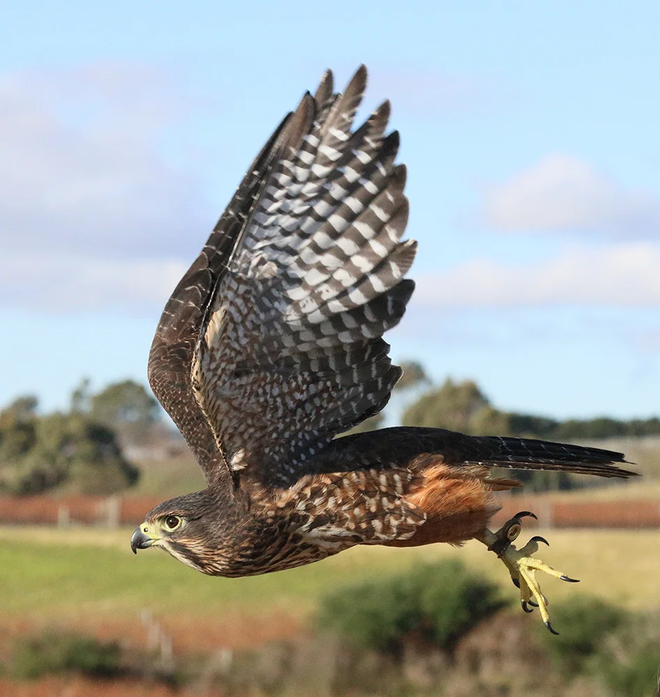 Fern-in-flight-AF-5160.jpg