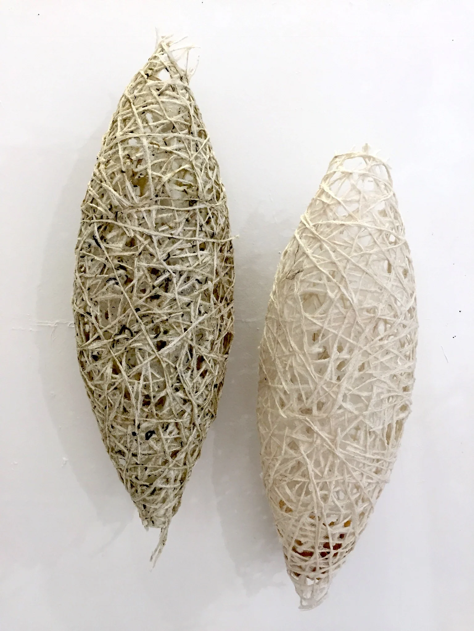 Cricula cocoons