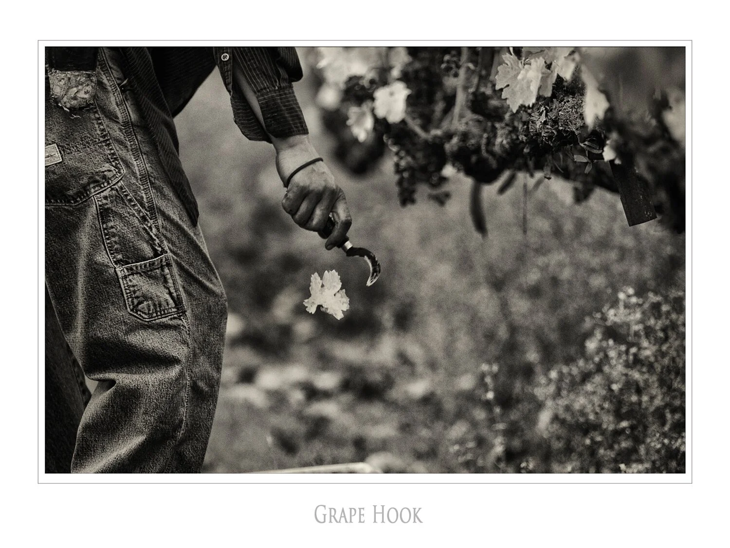 Landscapes and Vineyards 6.jpg