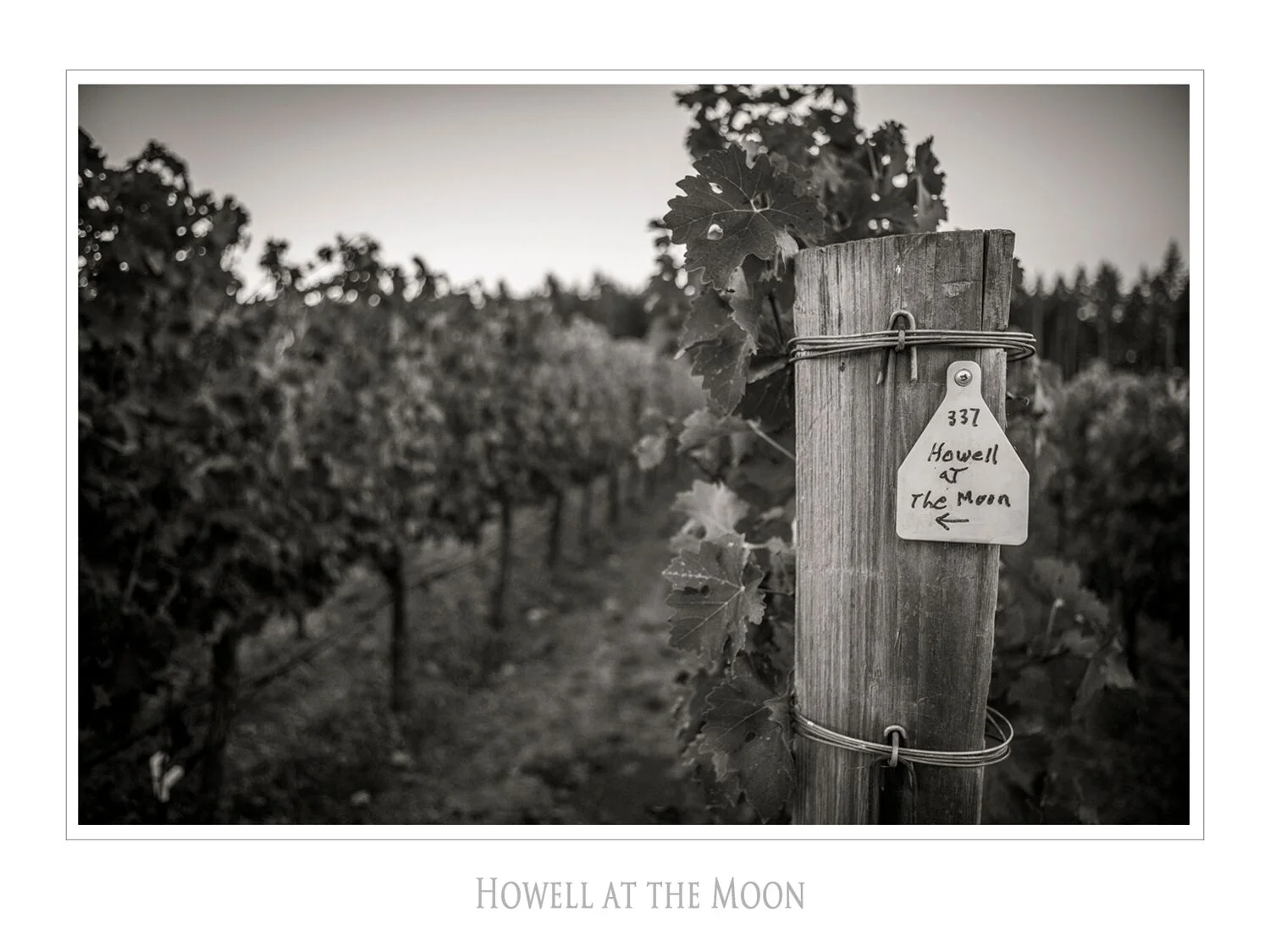 Landscapes and Vineyards 7.jpg