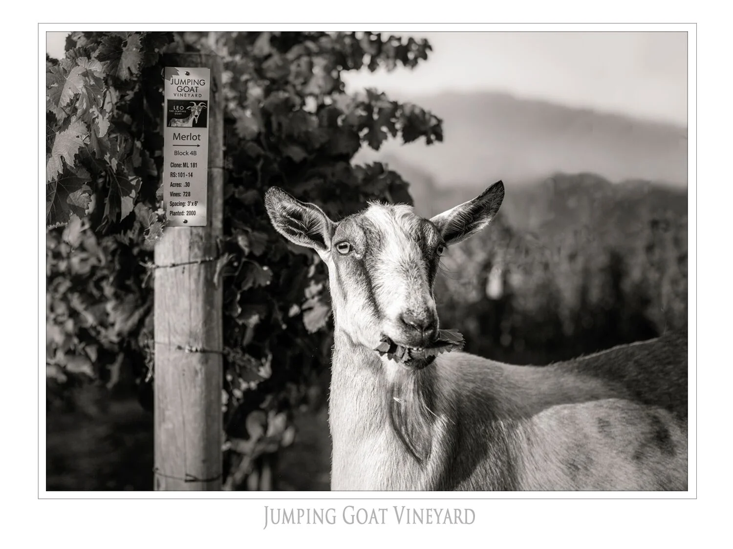 Landscapes and Vineyards 8.jpg