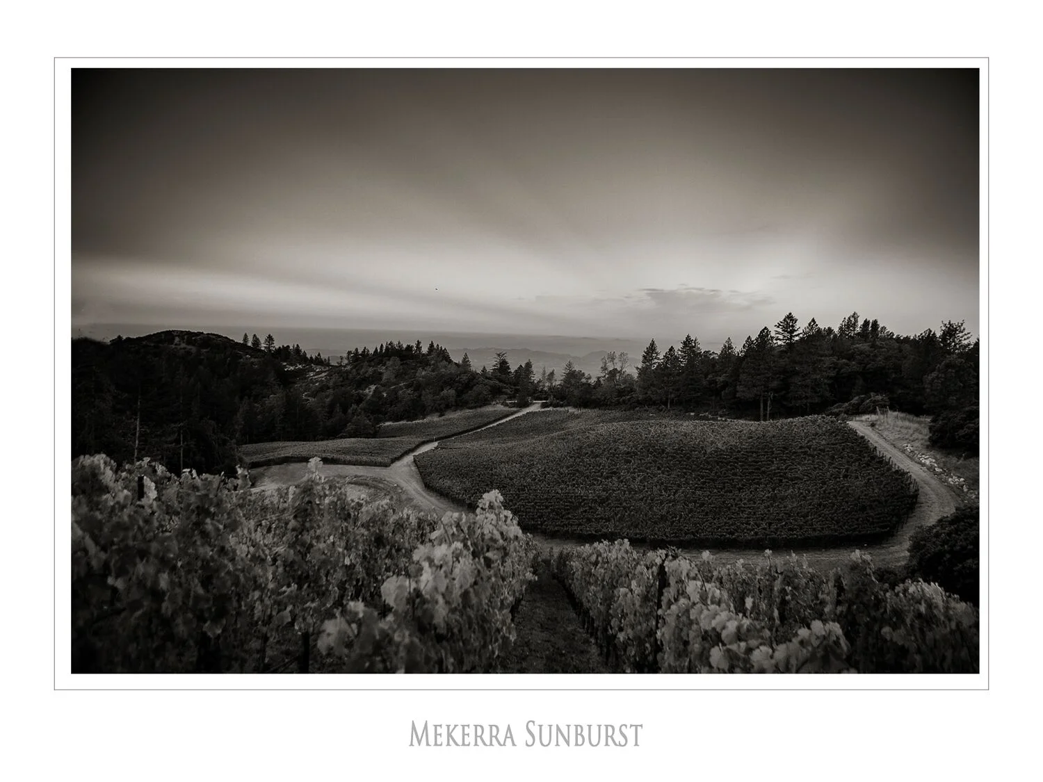 Landscapes and Vineyards 9.jpg