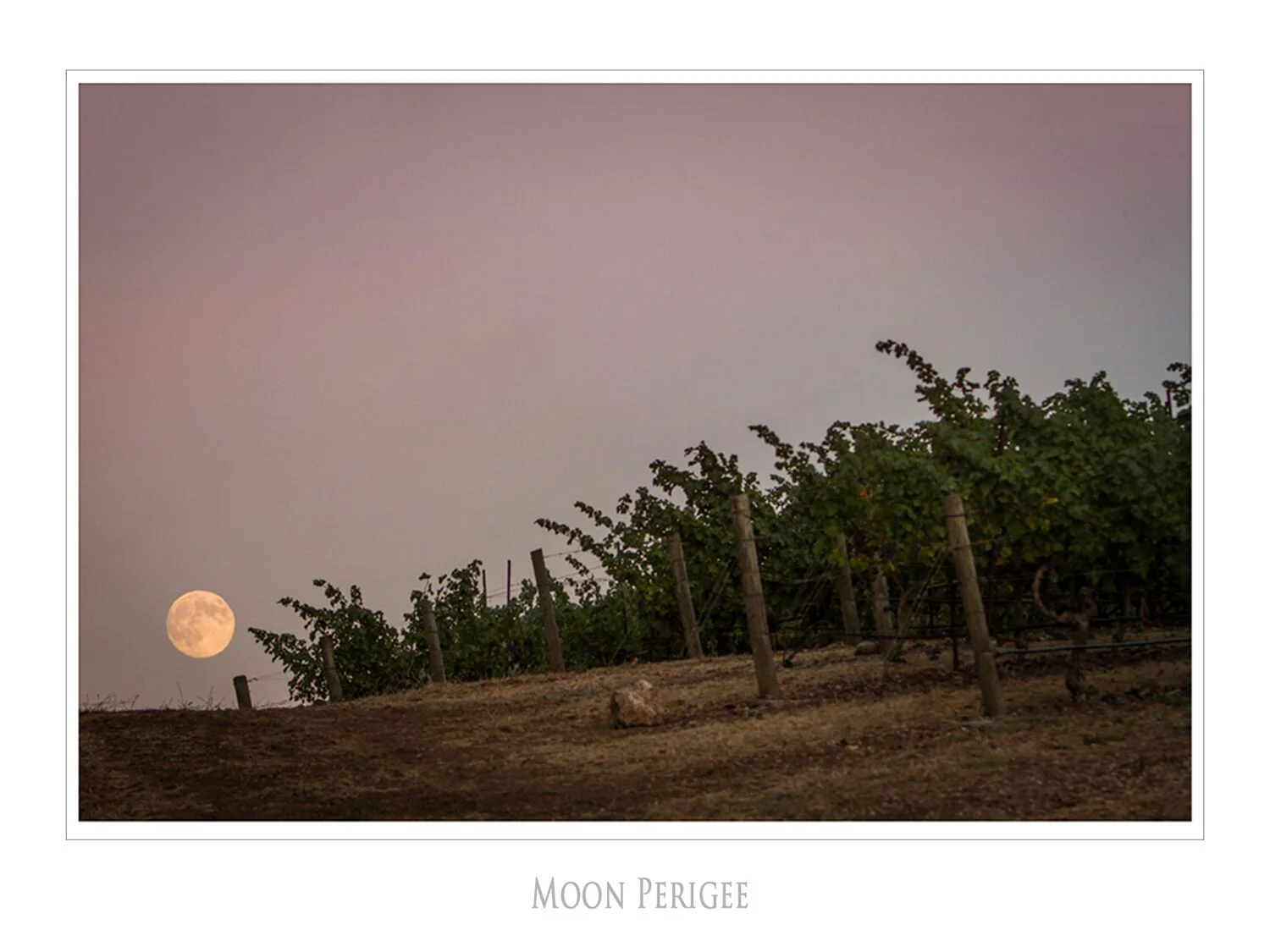 Landscapes and Vineyards 10.jpg