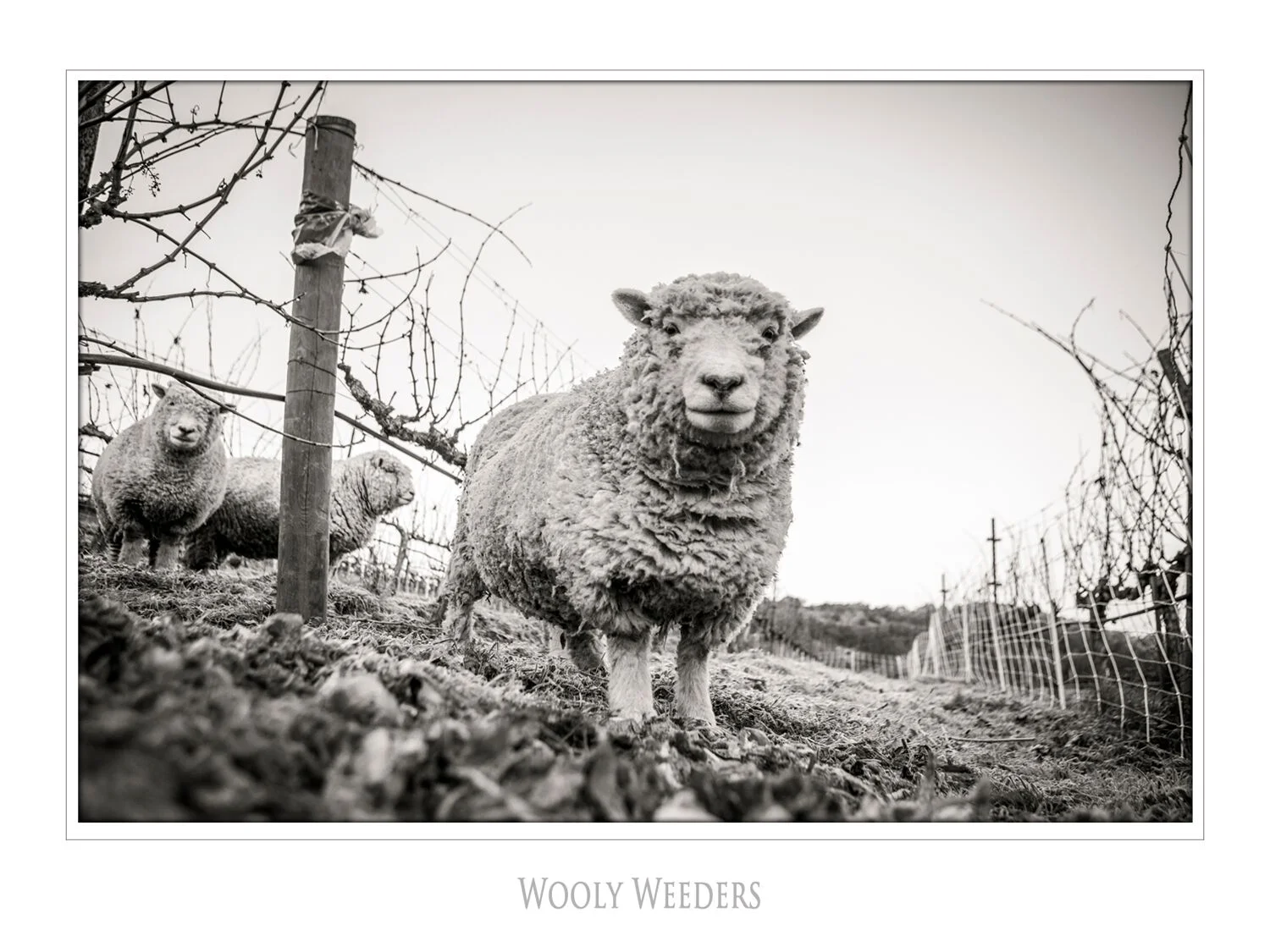 Landscapes and Vineyards 13.jpg