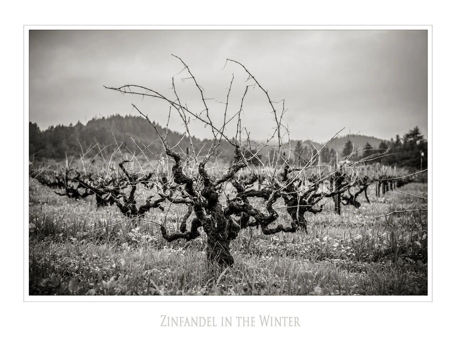Landscapes and Vineyards 14.jpg
