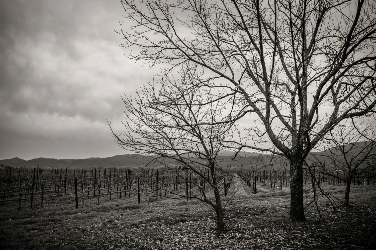 Stock Landscapes 25.jpg