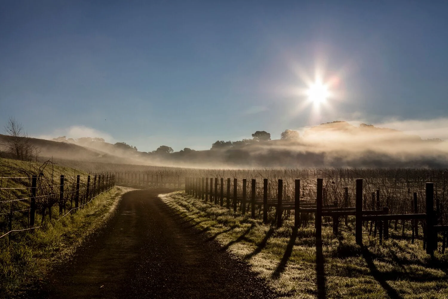 Landscapes and Vineyards