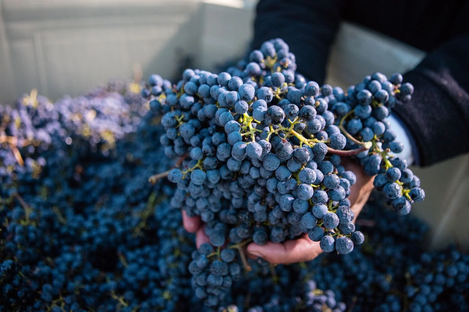 Harvest and Wine 1.jpg