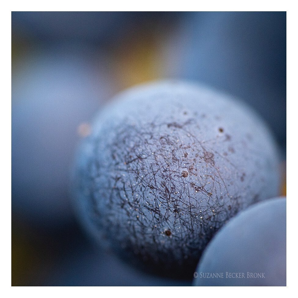 A little macro work - one vineyard, one morning (this morning), all #cabernetsauvignon and of course nature supplies the art. 

#bennettvineyard