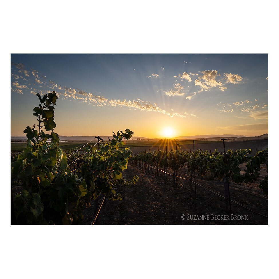 Thank you Mother Nature. 

Photographed earlier this week @bouchaine_vineyards for @napavintners AVA project.