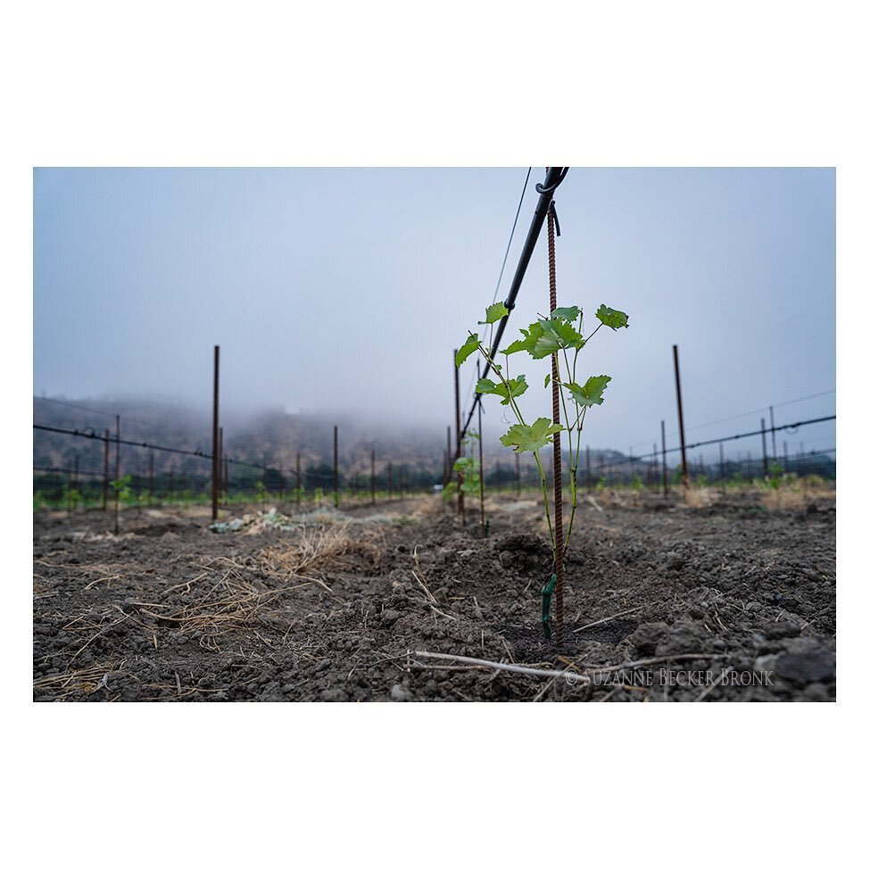 Today was a full circle kind of day. I captured some new vines being planted and in a different block photographed Chardonnay harvest - both in the same morning. In between, captured some mature cab vines closing in on pick day. Pretty special. 

Tod