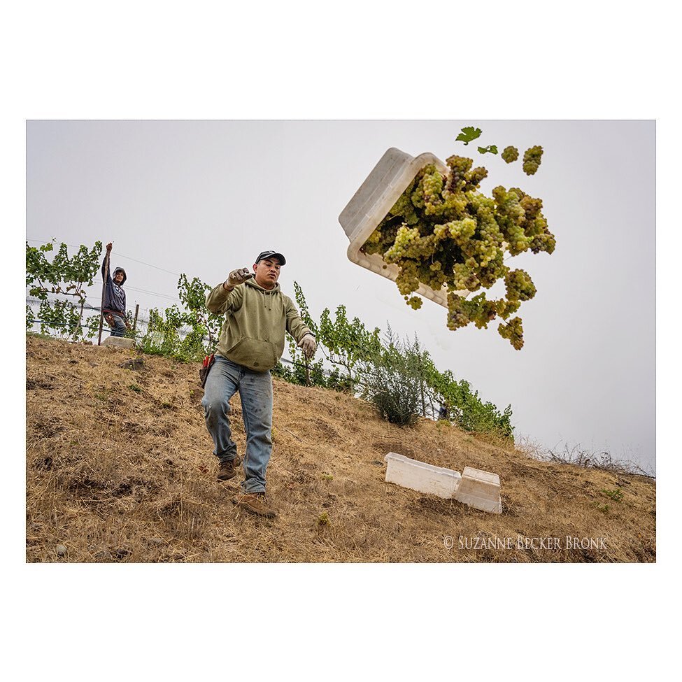 Emmanuel navigating the slope with a heavy bin of #sauvignonblanc grapes and tossing them into the trailer below - favorite moment from this morning&rsquo;s harvest @caldwellvineyard.