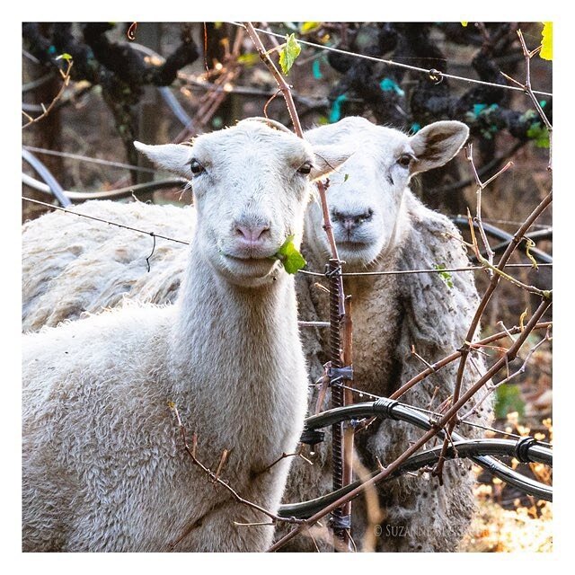 Starting the day with sheep shots. 🐏

Sheep in the vineyard is a rare sight this time of year. These girls were relocated to @hendrywines #vineyard to escape the Mosquito fire a few weeks ago. Looks like they didn&rsquo;t mind; they had good time mu