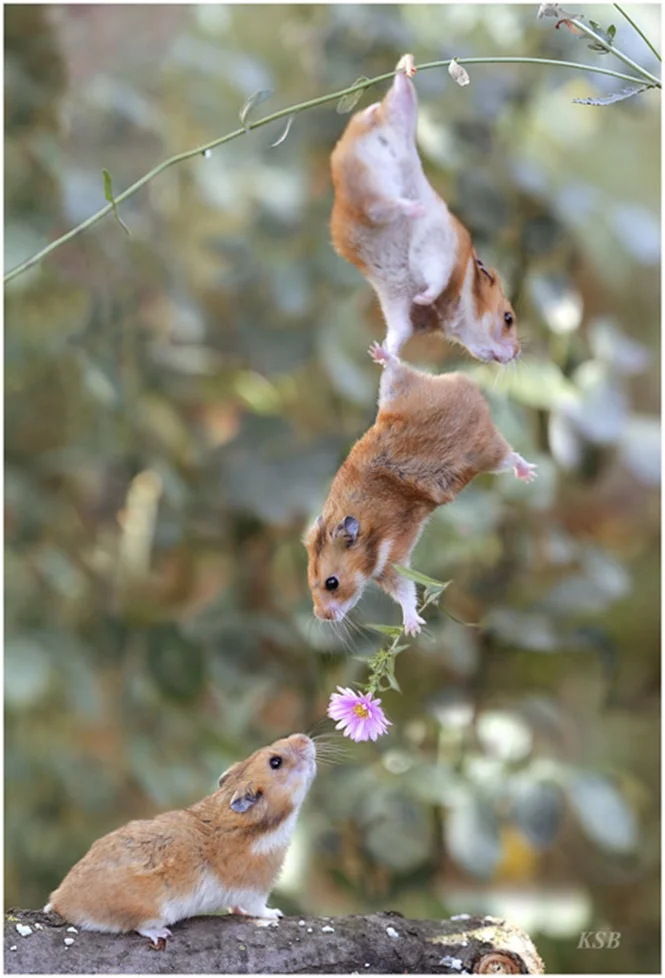 https://www.gadoo.com.br/entretenimento/35-fotos-demonstrando-como-os-animais-sabem-se-relacionar/