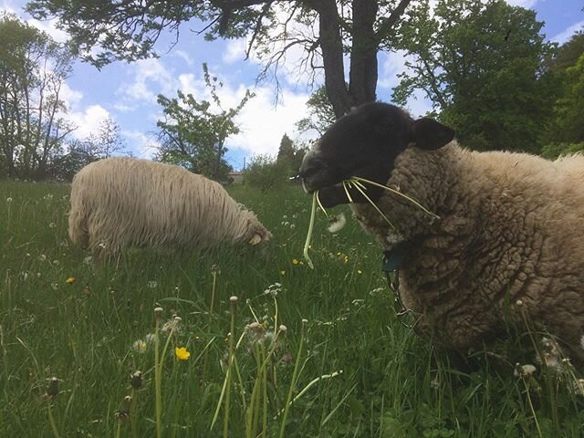 Moving the girls around Lavenant to maintain some of the areas that would otherwise need to be mowed. The sound of them crunchy the long dandelion stems is much more pleasant than the sound of a motor turning!