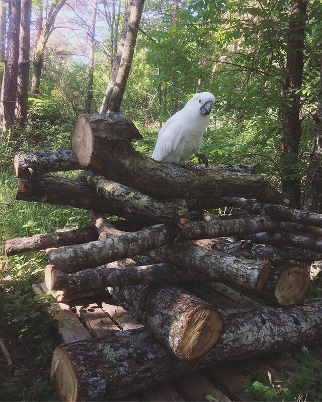 We spent the last few weeks of the quarantine bird sitting this gorgeous girl, Hulot, for some friends. Here she is checking in on the oak logs inoculated with shiitake mycelium :)