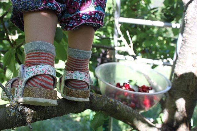 Long live children climbing in trees and sweet succulent cherries! Blog post with more photos from our days picking cherries with the collective and some dear volunteers on the website :) Thank you to the friends and neighbors who invited us for the 